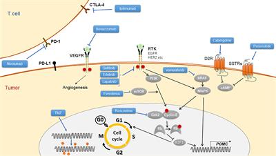 Aggressive Cushing’s Disease: Molecular Pathology and Its Therapeutic Approach